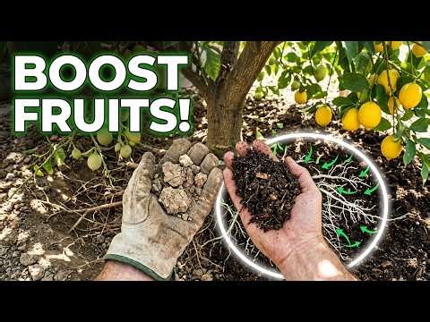 5 Hidden Reasons Your LEMON Tree Isn’t Producing Enough Fruits