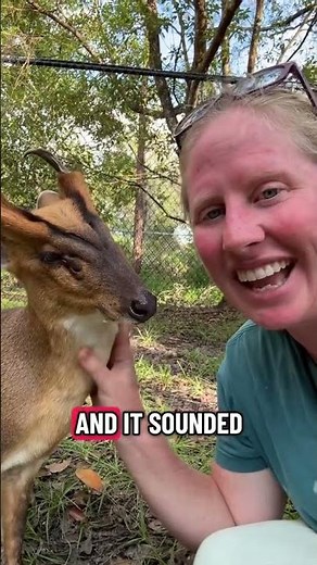 Meet Caesar the Muntjac, also known as the ‘barking deer’ for the unique sounds he makes! #muntjac