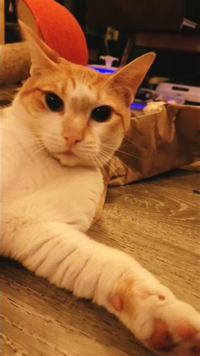 toast wow I never knew you watched yt