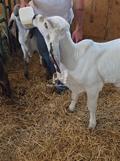 Replying to @tutiktor #fyp #pet #love #fypシ #calf We are a humane company thats fights for the ethical treatment of these exotic cattle. We do NOT raise these for consumption. They are rasied for pets and only available to approved homes where they will be loved like they are here.