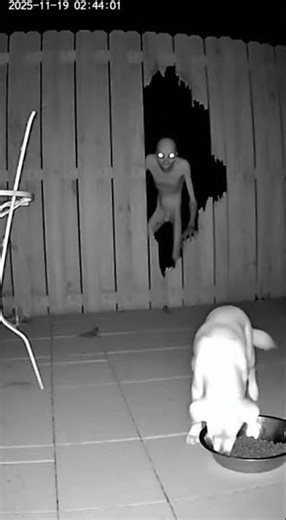 Mysterious Animal Attacks Dog on Home Security Footage