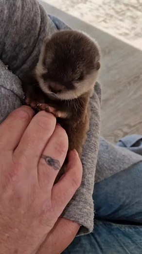 Adorable Otter Babies: Videos of Nutria Babies Playing in Water
