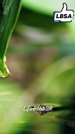 Splash Tetra #knowledge #exploremore #information #unknownfacts | Life Boat Science Academy