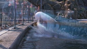 Finding Dory swims into theatres June 17! | Walt Disney Studios