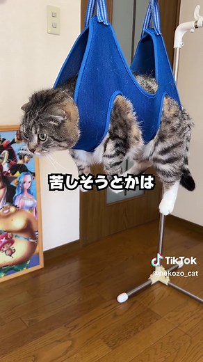 ペット保険で損しない方法はプロフィールから！先にハンモックをセットしてから猫を乗せるとやりやすかった✌️ 吊るされりっちゃんもかわいい（） #猫 #猫用品 #shein