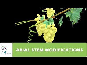 AERIAL STEM MODIFICATIONS