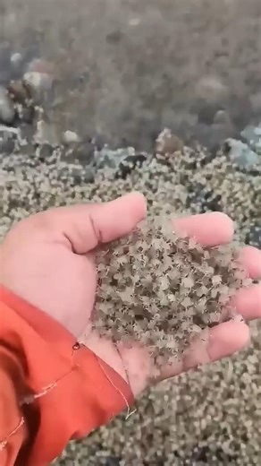 Tiny vs HUGE | Crazy Animal Transformation! #shorts #viral