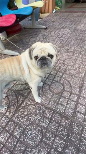 A pug is a small friendly dog with a short snout, big eyes, loyal and playful!!!🐶😍 #asmr #dog #pov