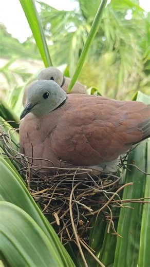 Red Collared Dove (火斑鸠) — Identification & Names Worldwide