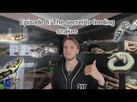 EPISODE 8: THE SECRET TO FEEDING SNAKES