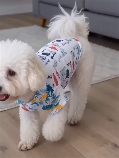 Multicolor Shirt for Small and Medium Dogs, Perfect for Various Holidays, Travel, Home and Parties, Made From Polyester Material#ventaquincenal #Viral #fyp