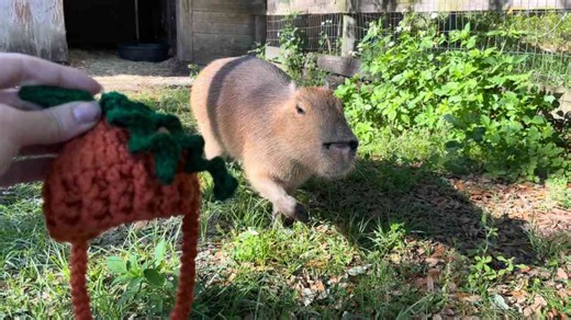 Animal Madness: Crow Attacks Croc and Capybara Wears Pumpkin Hat!