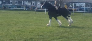 18K views · 742 reactions | Shire Horse National Show Ridden Class | Horse Grapevine | Facebook