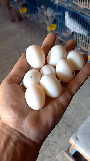 أول صفقة بيض حمام للبيع! 🥚🛁