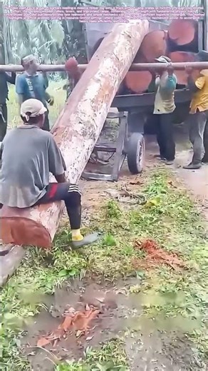 Muscle Over Machine: Loading Timber the Collective Way