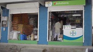 छोड़ो समझौता, क्योंकि नेटिवो से आपकी धान की फ़सल में हर दाना चमकेगा हीरे जैसा। यह शीर्ष पत्तियों को स्वस्थ बनाता है। | Bayer Crop Science India