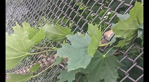 A Walk Through a Poem