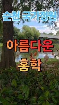 [홍학들의 향연!]순천만 국가정원에서만 볼 수 있는 아릉다운 홍학들입니다.