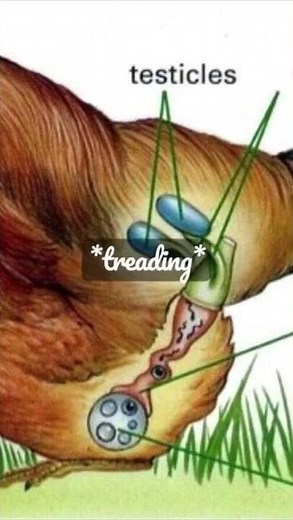 Treading x Cloacal Kiss | Poultry Terminologies | Shorts