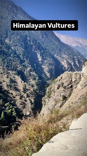 On Sangla Road , district Kinnaur, Himachal Pradesh, India.. #himachal #himalayas #kinnaur #vultures #nature #travel #sangla | Beautiful Himachal & Barot valley