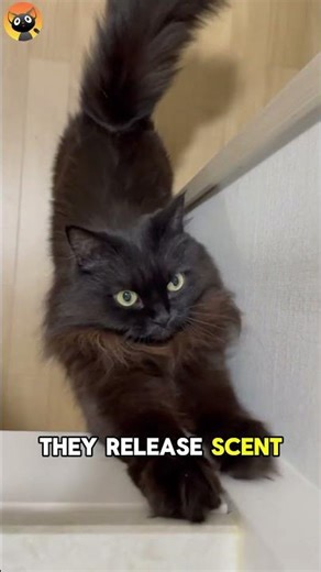 Why Cat Stretches in Front of You?