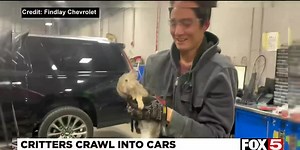 VIDEO: Las Vegas auto shop saves rabbit from car engine after it tried to get warm