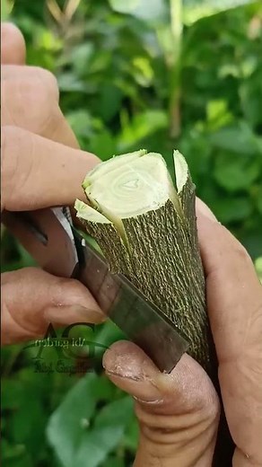 Citrus Tree Grafting Technique Using Three Scions #grafting #citrusgrafting #graftingtechniques