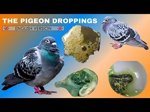 The pigeon droppings 🇬🇧 ENGLISH VERSION 🇺🇸