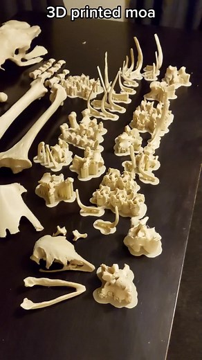 Mamlambo Fossils on TikTok