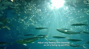 Tamang pond preparation, tamang stocking density, tamang disposal ng mga namatay na isda, water parameters monitoring at iba pa - ilan lamang ito sa mga tips na dapat tandaan ng mga nagpapalaisdaan para mapataas ang kita at ma-minimize ang pagkalugi. Panoorin ang video! | Tateh Aquafeeds