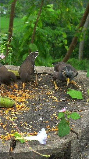 birds chirping sound effect for cats