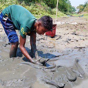 Fishing in Mud Water Hunting Catfish and Climbing Perch Fish | Fishing & Village Tradition