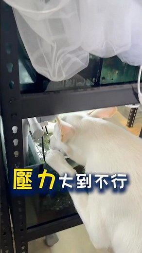 魚要怎麼吃🤔分享我們餵飼料都用了什麼技巧你是不是也這樣餵呢？#孔雀魚 #宇魚水族 #教學 #寵物 #魚 #水族館