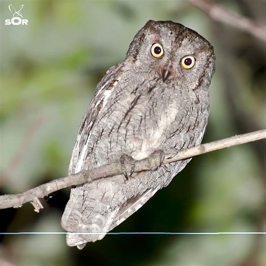 Ciuș / Otus scops / Cântăreții serilor de mai