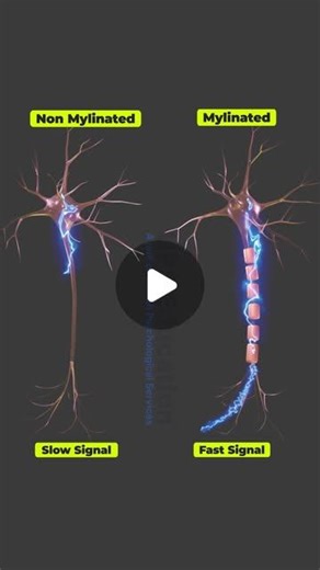 UPS Education | Psychology | Myelinated vs Non-myelinated Neurons . . . [neuron, myelin sheath, axon, brain, neuroscience, synapse, neurotransmitter, psychology,... | Instagram | UPS Education