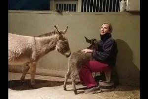68K views · 763 reactions | Donkey hugs! | "Seein' Spots Farm" miniature donkeys | Facebook