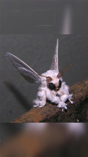 Venezuelan Poodle Moth || #facts #shorts #animals #animalfacts #venezuela #ytshorts #amazingfacts