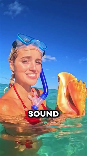 Why Seashells Sound Like the Ocean..