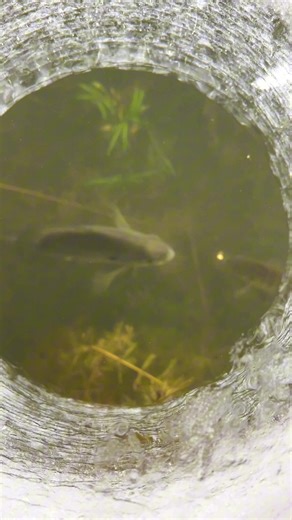 Sight fishing is very effective for big Bluegills! These bullfly jigs work great even without any bait on them. #bluegill #icefishing #panfish #fishingvideo #bigfish