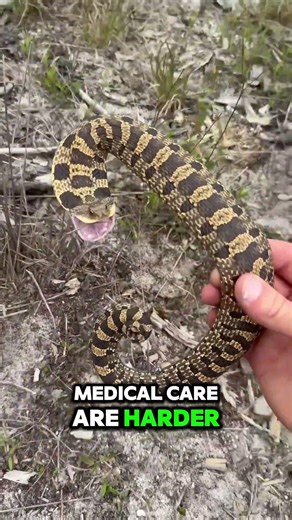 The top 3 deadliest animals globally