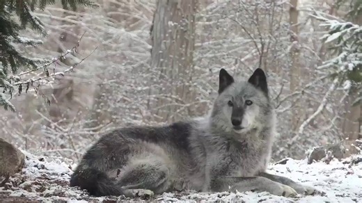 🔊 Sound Up 🔊A lone Grey Wolf raises its head to the moon, unleashing a soul-deep howl.....and the forest replies in wild chorus!#WildlifePhotography #NaturePhotography #Wolves 🐺🎦 Credit: Nature Unedited.