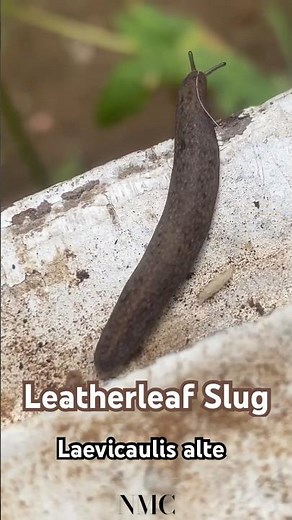 Tropical Leatherleaf Slug 🧬 Laevicaulis alte 🐌 Invasive Garden Slug
