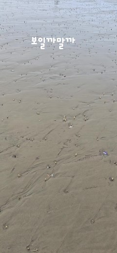 백합 무덤 탐험 - 갯벌 체험의 재미