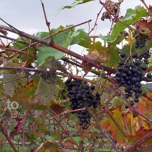 21K views · 152 reactions | Innovation in Every Bottle: Fighting Climate Change! Discover how the EU-funded VITISAD project is transforming wine production in La Rioja to withstand climate change. | European Committee of the Regions | Facebook