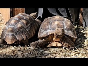 NEW Sulcata Tortoise Owner Guide