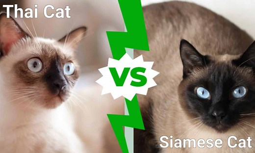 Thai Cat vs. Siamese Cat