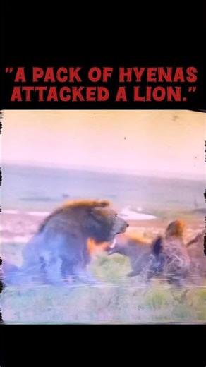 A pack of hyenas attacked a lion #wildlife #lionfight #animals