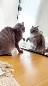 mirror prank with cats #prank #mirror #haha #funny #lol