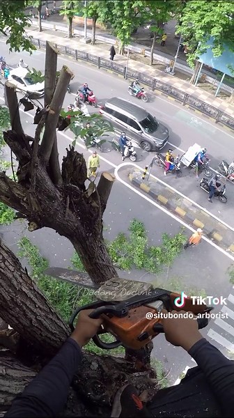 terjepit sedikit, tapi masih bisa diatasi😅😂‼️ #chainsawman #treework #treeservice #situbondo24jam #jasatebangpohonsitubondo #chainsaw #arborist