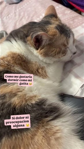 #catlover #autoinmune #lupus #fibromyalgia #gatos